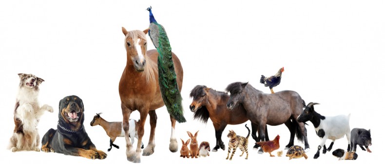 group of farm animals in front of white background